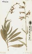 Alexander von Humboldt Lobelia Fulgens oil painting reproduction